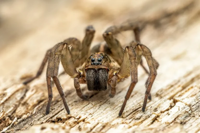 Wolf Spider Bite Stages: What to Watch For