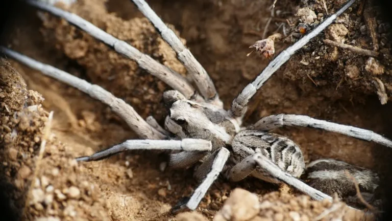 Wolf Spider Bite: Symptoms, Treatment, and Warning Signs