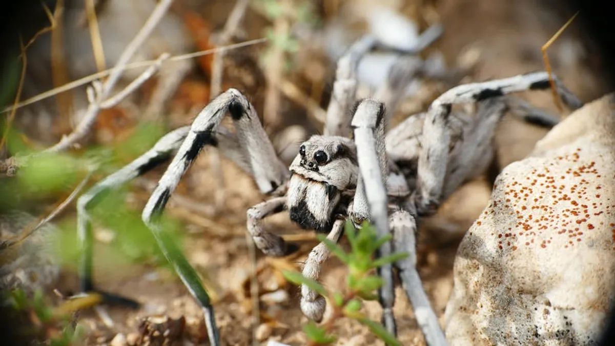 Wolf Spider Bite: Symptoms, Treatment, and When to Get Help